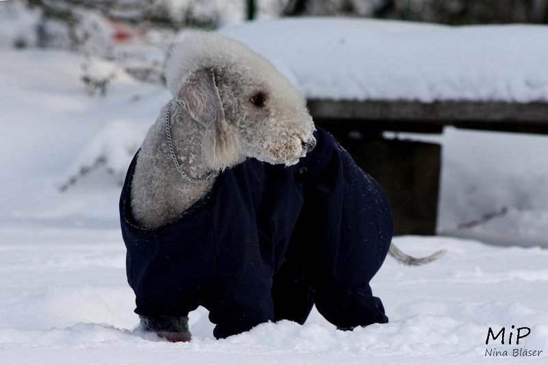 2010-12-25 Airis Blue Volshebny Svet (10).jpg